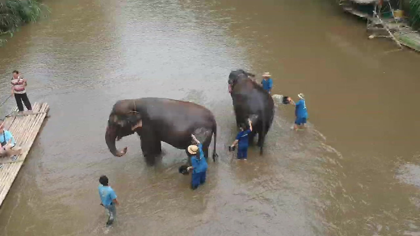 Elephants and Chiang Mai, Thailand